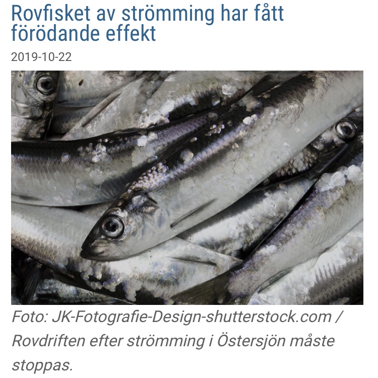 Nyhet: Rovfisket av strömming har fått förödande effekt