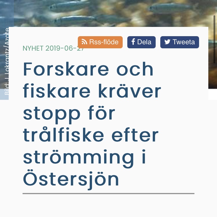 Havet.nu Forskare och fiskare kräver stopp för trålfiske efter strömming i Östersjön