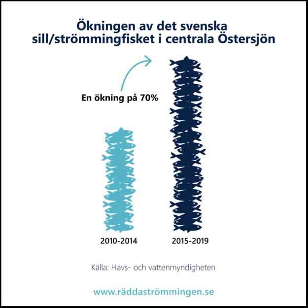 Ökningen av det Svenska strömmingsfisket