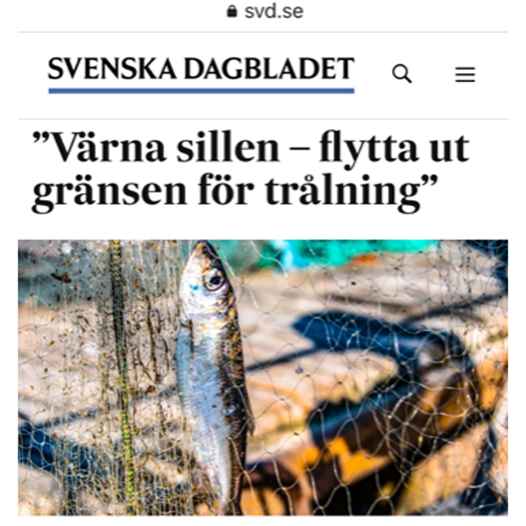 SVD debatt: Miljön i Östersjön ”Värna sillen – flytta ut gränsen för trålning”